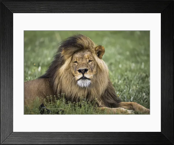 Framed Print : Adult male lion resting in grassland, Liuwa Plain National Park, Zambia Framed Print : Adult male lion resting in grassland, Liuwa Plain National Park, Zambia