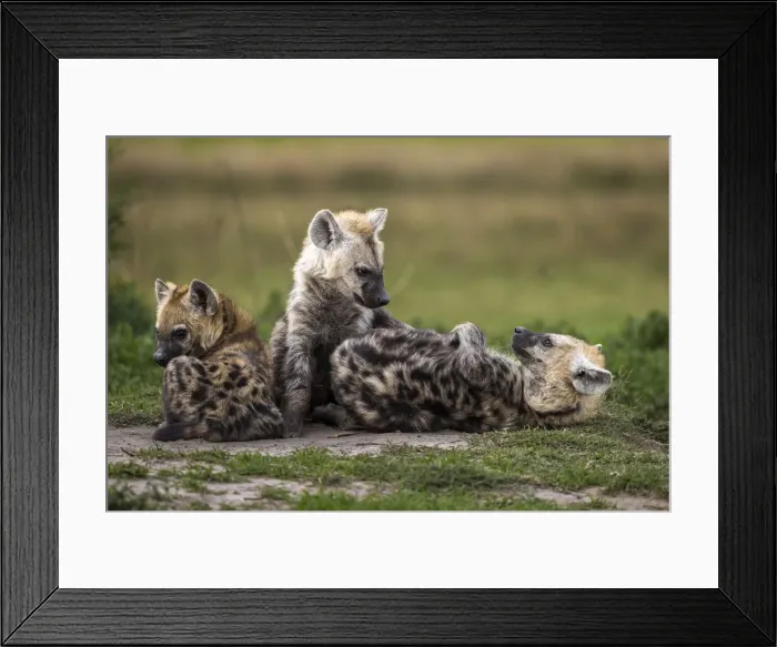Framed Print : Spotted hyena pups at Southern Den, Liuwa Plain National Park, Zambia Framed Print : Spotted hyena pups at Southern Den, Liuwa Plain National Park, Zambia
