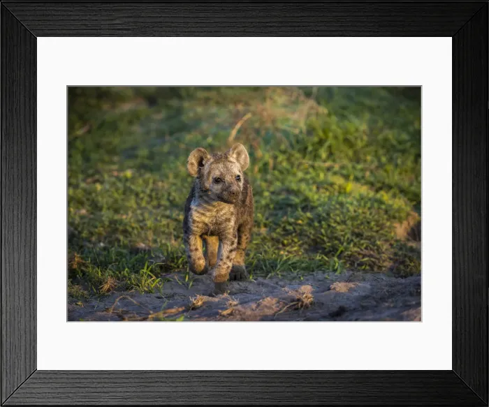 Framed Print : Spotted hyena pup at Miyumi Den, Liuwa Plain National Park, Zambia Framed Print : Spotted hyena pup at Miyumi Den, Liuwa Plain National Park, Zambia