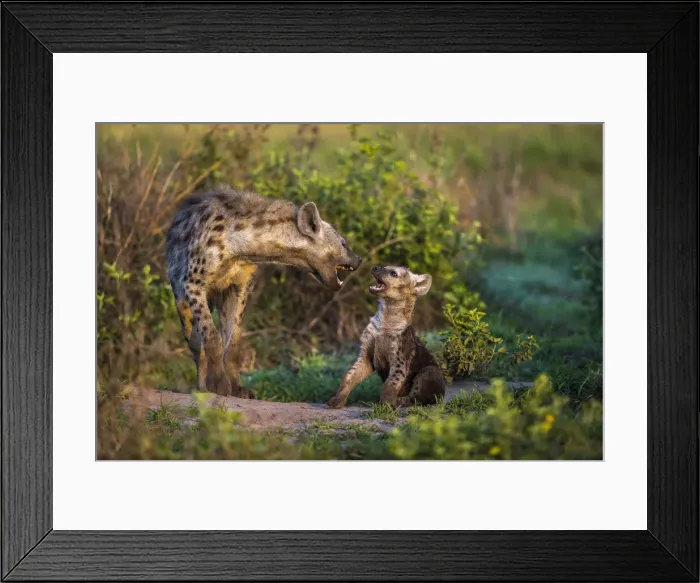 Framed Print : Spotted hyena pup playing with brother at Miyumi Den, Liuwa Plain National Park, Zambia Framed Print : Spotted hyena pup playing with brother at Miyumi Den, Liuwa Plain National Park, Zambia
