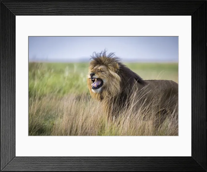 Framed Print : Adult male lion displaying the flehmen grimace in grassland, Liuwa Plain National Park, Zambia Framed Print : Adult male lion displaying the flehmen grimace in grassland, Liuwa Plain National Park, Zambia