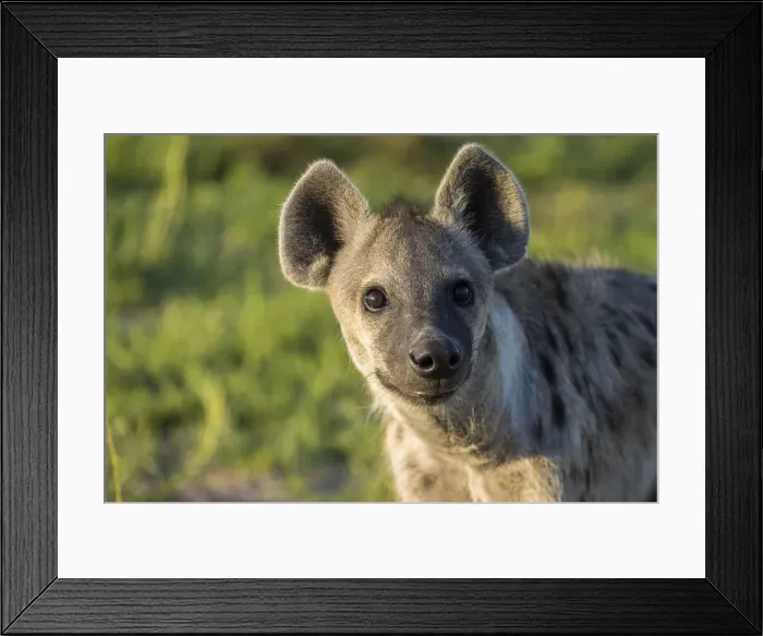 Framed Print : Spotted hyena male pup at Southern Den, Liuwa Plain National Park, Zambia Framed Print : Spotted hyena male pup at Southern Den, Liuwa Plain National Park, Zambia