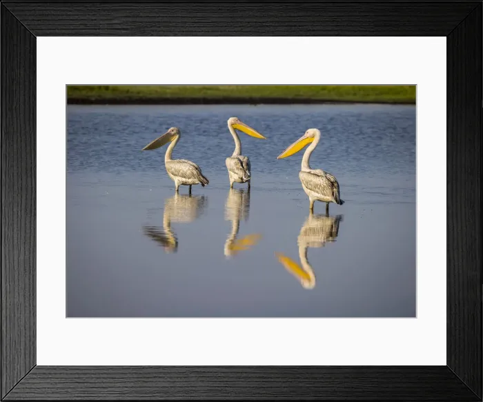 Framed Print : Great white pelicans in waterhole, Liuwa Plain National Park, Zambia Framed Print : Great white pelicans in waterhole, Liuwa Plain National Park, Zambia