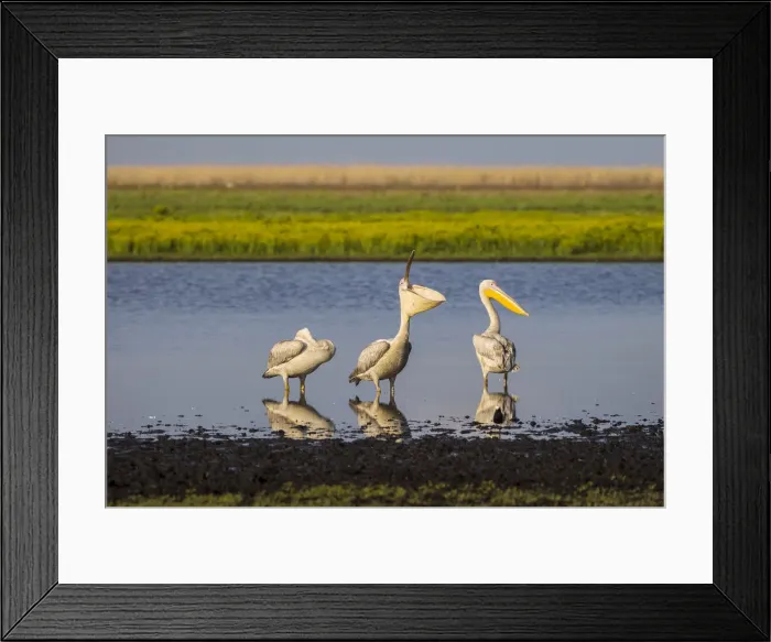 Framed Print : Great white pelicans in waterhole, Liuwa Plain National Park, Zambia Framed Print : Great white pelicans in waterhole, Liuwa Plain National Park, Zambia