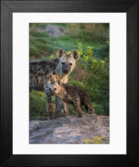 Framed Print : Spotted hyena pup with brother at Miyumi Den, Liuwa Plain National Park, Zambia Framed Print : Spotted hyena pup with brother at Miyumi Den, Liuwa Plain National Park, Zambia