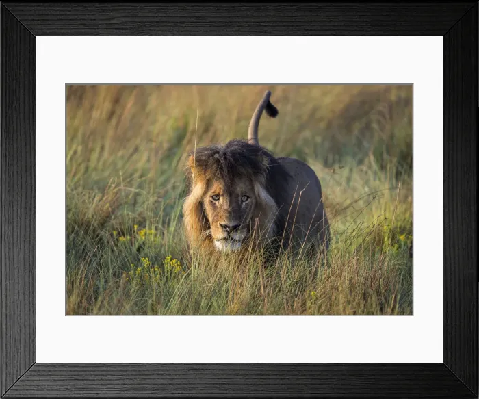 Framed Print : Adult male lion in grassland, Liuwa Plain National Park, Zambia Framed Print : Adult male lion in grassland, Liuwa Plain National Park, Zambia