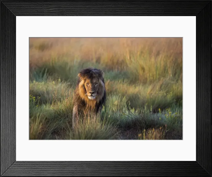 Framed Print : Adult male lion in grassland, Liuwa Plain National Park, Zambia Framed Print : Adult male lion in grassland, Liuwa Plain National Park, Zambia