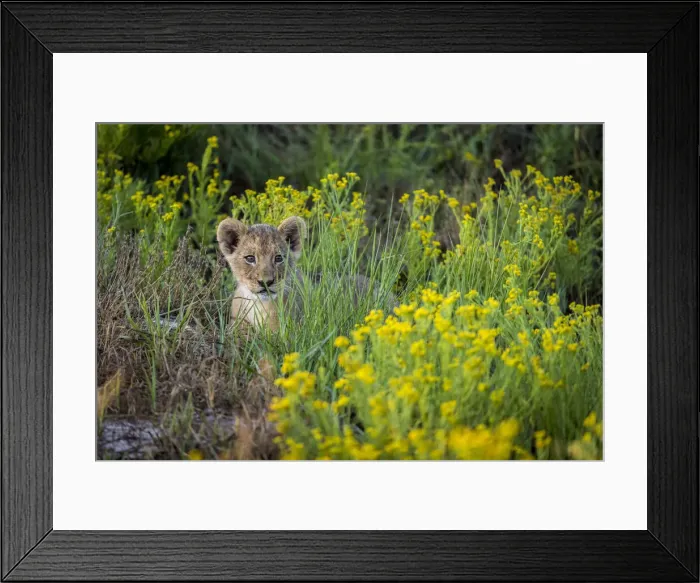 Framed Print : Female lion cub in wildflowers, Liuwa Plain National Park, Zambia Framed Print : Female lion cub in wildflowers, Liuwa Plain National Park, Zambia
