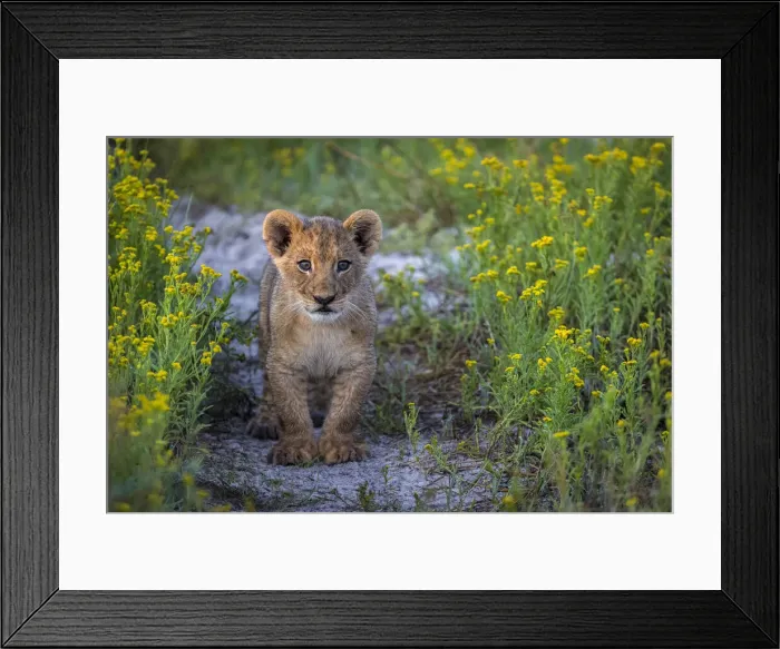 Framed Print : Female lion cub on track through wildflowers, Liuwa Plain National Park, Zambia Framed Print : Female lion cub on track through wildflowers, Liuwa Plain National Park, Zambia