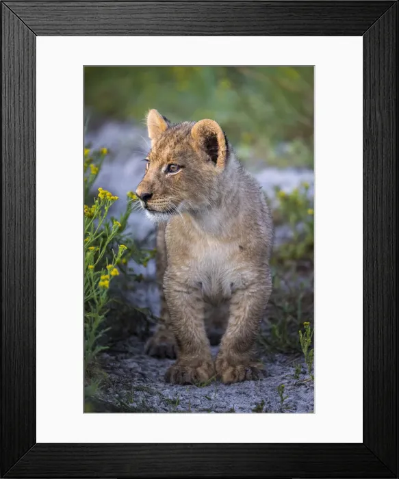 Framed Print : Female lion cub in grassland, Liuwa Plain National Park, Zambia Framed Print : Female lion cub in grassland, Liuwa Plain National Park, Zambia
