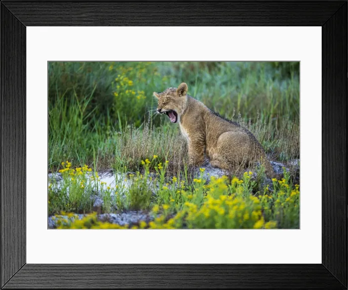 Framed Print : Lion cub yawning, Liuwa Plain National Park, Zambia Framed Print : Lion cub yawning, Liuwa Plain National Park, Zambia