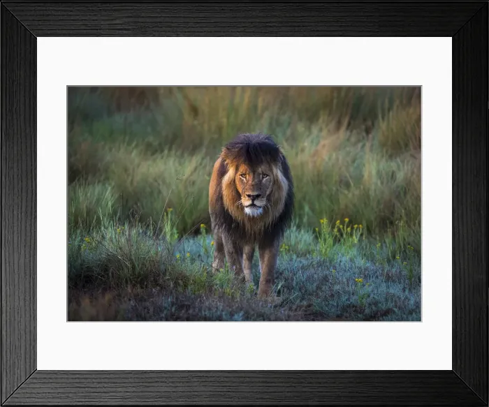 Framed Print : Adult male lion in grassland, Liuwa Plain National Park, Zambia