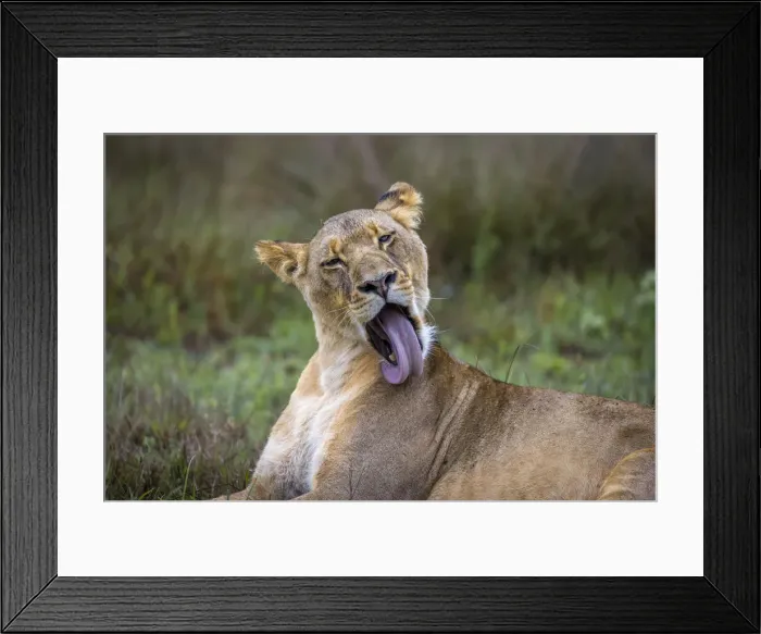 Framed Print : Lioness preening, Liuwa Plain National Park, Zambia Framed Print : Lioness preening, Liuwa Plain National Park, Zambia