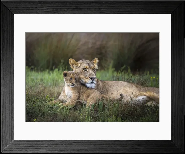 Framed Print : Lioness with cub, Liuwa Plain National Park, Zambia