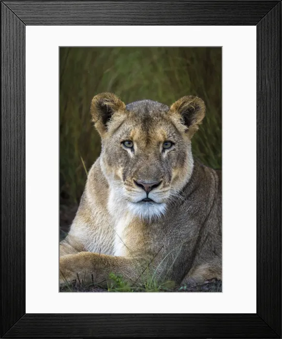 Framed Print : Lion resting in grassland, Liuwa Plain National Park, Zambia Framed Print : Lion resting in grassland, Liuwa Plain National Park, Zambia