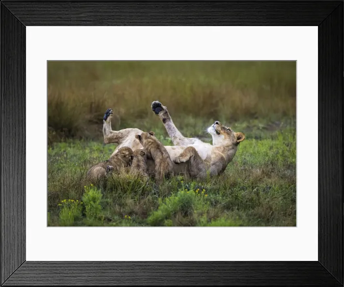 Framed Print : Lioness feeding her three cubs, Liuwa Plain National Park, Zambia Framed Print : Lioness feeding her three cubs, Liuwa Plain National Park, Zambia