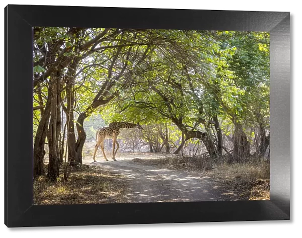 Thornicrofts giraffe in woodland, South Luangwa National Park, Zambia