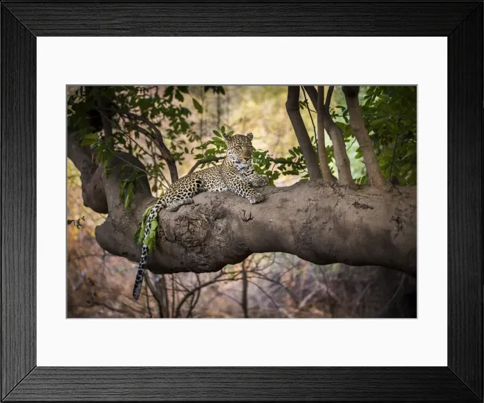 Framed Print : Leopard lying on tree branch, South Luangwa National Park, Zambia Framed Print : Leopard lying on tree branch, South Luangwa National Park, Zambia