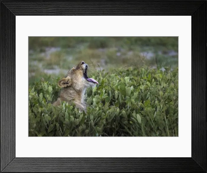 Framed Print : Lion yawning, Liuwa Plain National Park, Zambia Framed Print : Lion yawning, Liuwa Plain National Park, Zambia