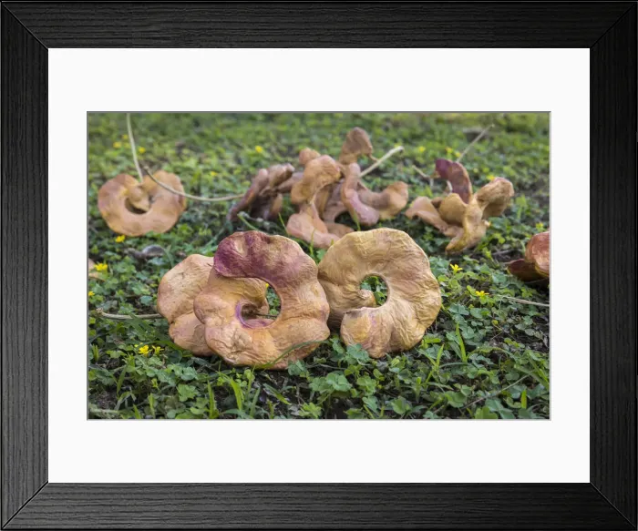 Framed Print : Albida pods from an Acacia tree, Lower Zambezi National Park, Zambia Framed Print : Albida pods from an Acacia tree, Lower Zambezi National Park, Zambia