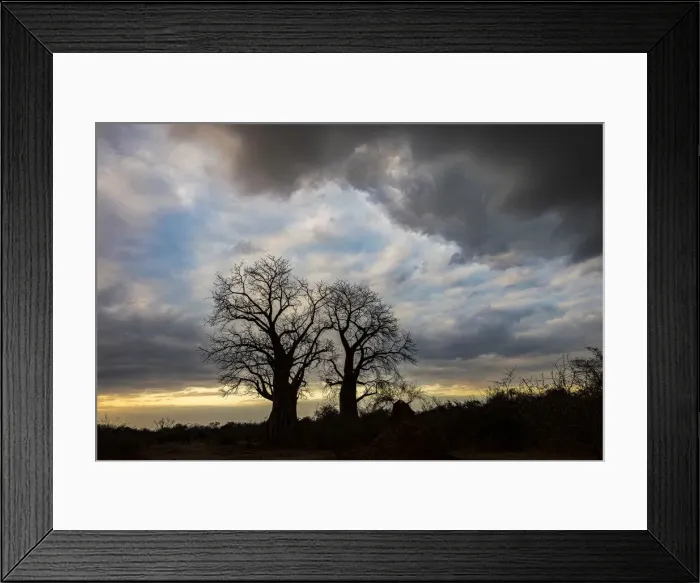 Framed Print : African Boabab trees silhouetted at sunrise under a stormy sky, Lower Zambezi National Park, Zambia Framed Print : African Boabab trees silhouetted at sunrise under a stormy sky, Lower Zambezi National Park, Zambia