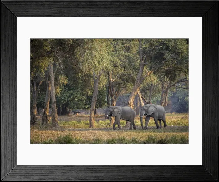 Framed Print : African elephant walking across the Zambezi River floodplain, Lower Zambezi National Park, Zambia Framed Print : African elephant walking across the Zambezi River floodplain, Lower Zambezi National Park, Zambia