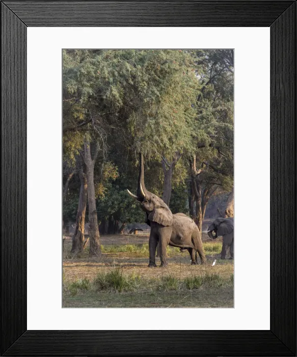 Framed Print : Adult bull African elephant browsing for albida pods in a winter thorn acacia tree on Zambezi River floodplain, Lower Zambezi National Park, Zambia Framed Print : Adult bull African elephant browsing for albida pods in a winter thorn acacia tree on Zambezi River floodplain, Lower Zambezi National Park, Zambia
