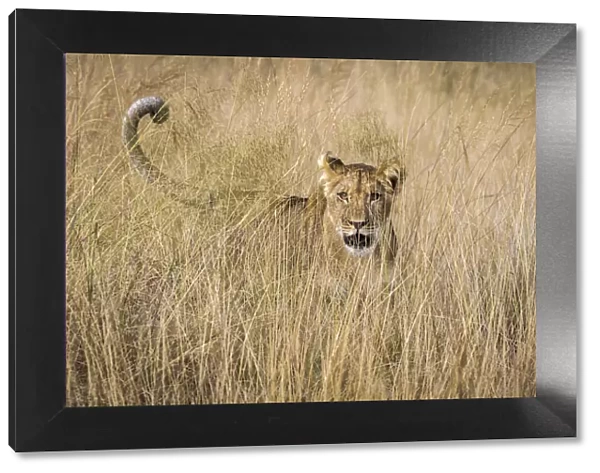 Lion in grassland, Liuwa Plain National Park, Zambia