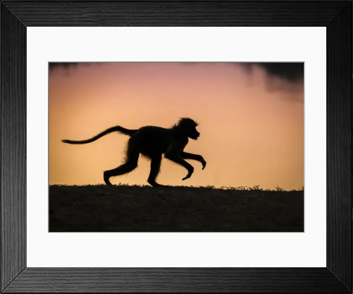 Framed Print : Yellow baboon silhouetted against the Luangwa River at sunrise, South Luangwa National Park, Zambia Framed Print : Yellow baboon silhouetted against the Luangwa River at sunrise, South Luangwa National Park, Zambia