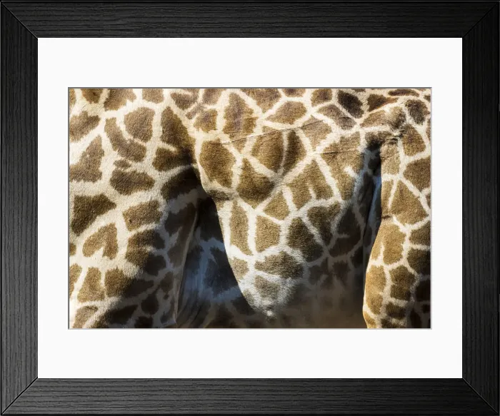 Framed Print : Thornicroft giraffe skin, South Luangwa National Park, Zambia Framed Print : Thornicroft giraffe skin, South Luangwa National Park, Zambia