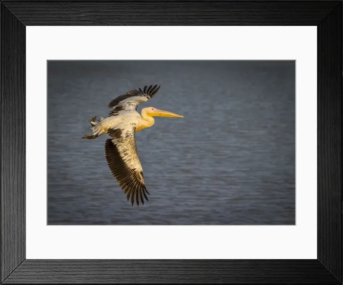 Framed Print : Great white pelican in flight over Wafwa Lagoon, South Luangwa National Park, Zambia