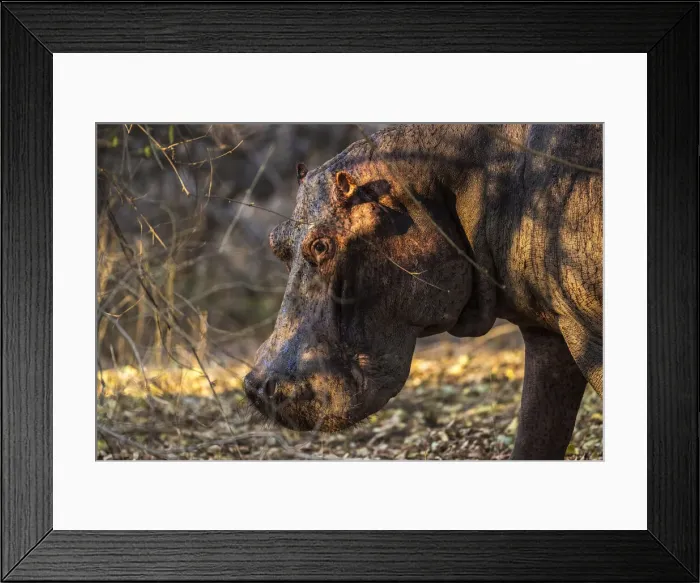 Framed Print : Hippopotamus, South Luangwa National Park, Zambia