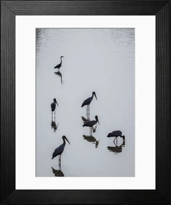 Framed Print : Yellow-billed storks and Grey heron silhouetted in Wafwa Lagoon, South Luangwa National Park, Zambia Framed Print : Yellow-billed storks and Grey heron silhouetted in Wafwa Lagoon, South Luangwa National Park, Zambia