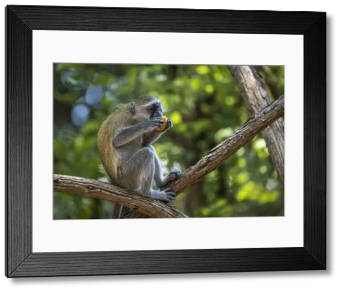 Framed Print : Yellow baboon eating fruit, South Luangwa National Park, Zambia Framed Print : Yellow baboon eating fruit, South Luangwa National Park, Zambia