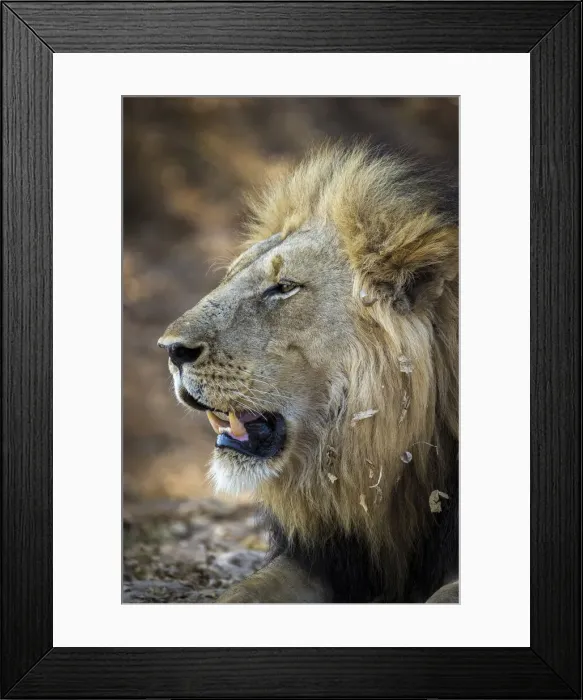 Framed Print : Male lion, South Luangwa National Park, Zambia Framed Print : Male lion, South Luangwa National Park, Zambia