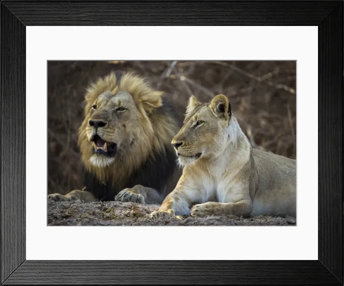 Framed Print : Lions, South Luangwa National Park, Zambia Framed Print : Lions, South Luangwa National Park, Zambia