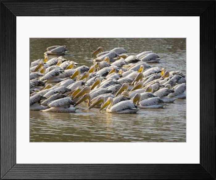 Framed Print : Great white pelicans in Wafwa Lagoon, South Luangwa National Park, Zambia Framed Print : Great white pelicans in Wafwa Lagoon, South Luangwa National Park, Zambia