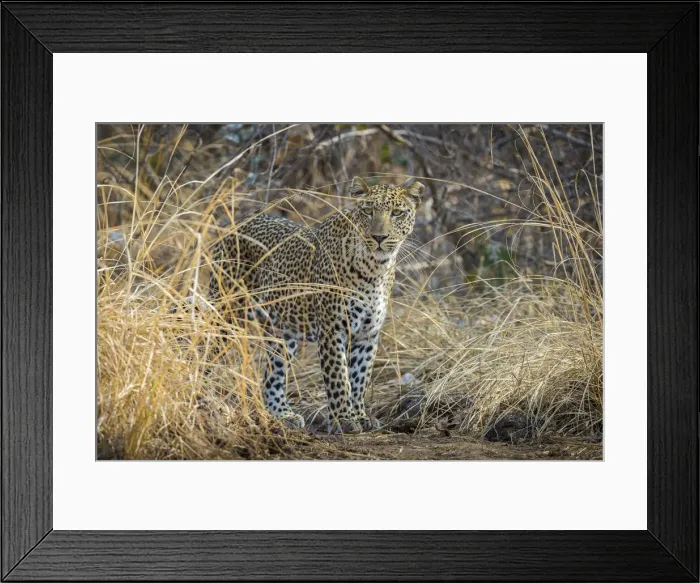 Framed Print : Leopard in long grass, South Luangwa National Park, Zambia Framed Print : Leopard in long grass, South Luangwa National Park, Zambia