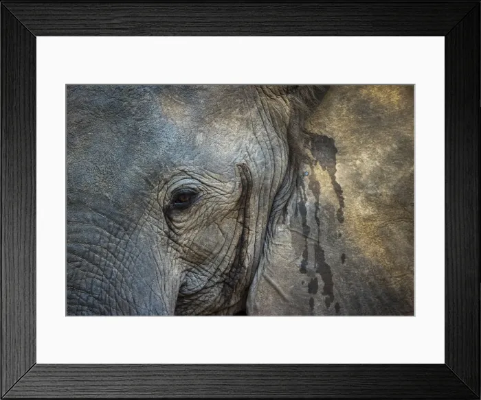 Framed Print : Close up of African elephant face, South Luangwa National Park, Zambia Framed Print : Close up of African elephant face, South Luangwa National Park, Zambia