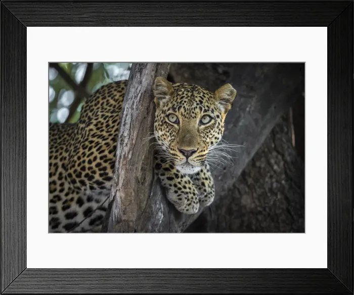 Framed Print : Leopard resting in tree, South Luangwa National Park, Zambia