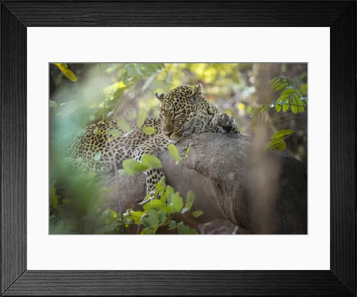Framed Print : Leopard resting on tree branch, South Luangwa National Park, Zambia Framed Print : Leopard resting on tree branch, South Luangwa National Park, Zambia