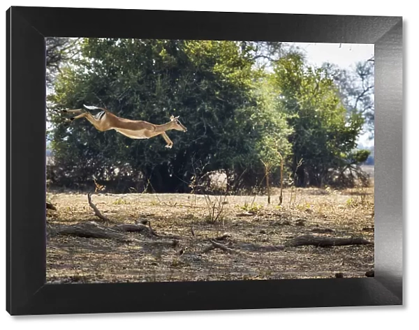 Impala leaping over fallen branches, South Luangwa National Park, Zambia