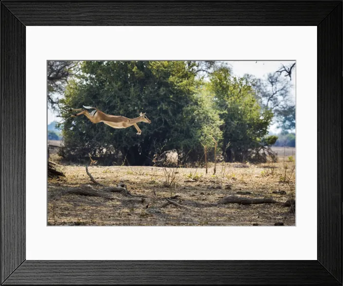 Framed Print : Impala leaping over fallen branches, South Luangwa National Park, Zambia Framed Print : Impala leaping over fallen branches, South Luangwa National Park, Zambia