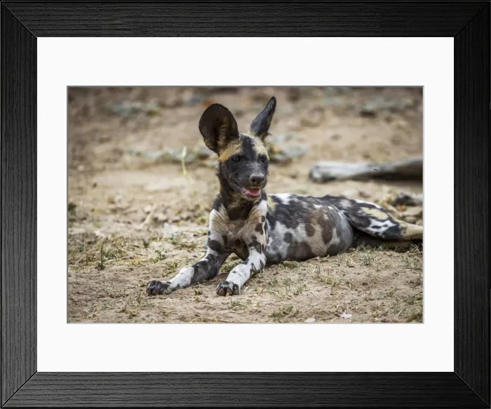 Framed Print : African wild dog, South Luangwa National Park, Zambia Framed Print : African wild dog, South Luangwa National Park, Zambia