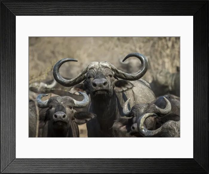Framed Print : Adult male Cape buffalo, South Luangwa National Park, Zambia Framed Print : Adult male Cape buffalo, South Luangwa National Park, Zambia