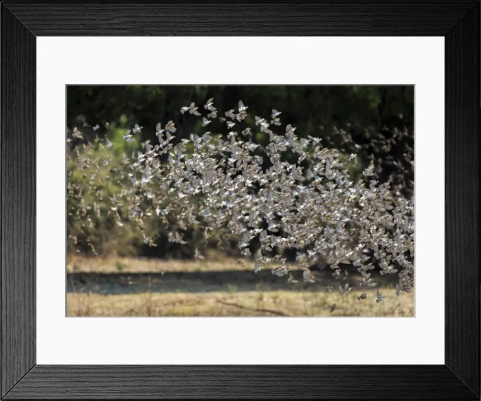 Framed Print : A flock of Red-billed queleas taking flight, South Luangwa National Park, Zambia Framed Print : A flock of Red-billed queleas taking flight, South Luangwa National Park, Zambia