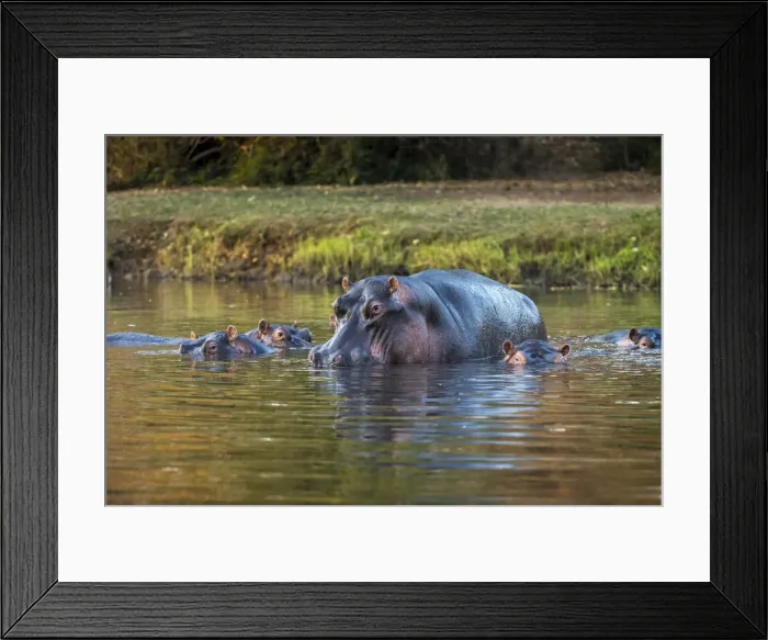 Framed Print : Hippopotamuse in the Chongwe River, Lower Zambezi National Park, Zambia Framed Print : Hippopotamuse in the Chongwe River, Lower Zambezi National Park, Zambia