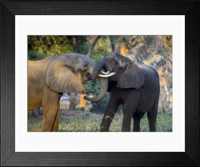 Framed Print : Sub adult male African elephants grooming in a test of strenth, Lower Zambezi National Park, Zambia Framed Print : Sub adult male African elephants grooming in a test of strenth, Lower Zambezi National Park, Zambia