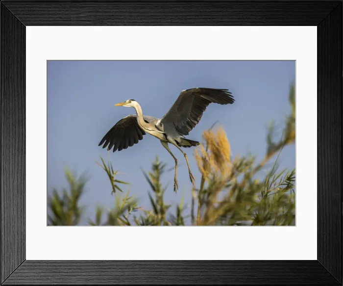 Framed Print : Black-headed heron taking flight from island of reeds in the Zambezi River, Lower Zambezi National Park, Zambia Framed Print : Black-headed heron taking flight from island of reeds in the Zambezi River, Lower Zambezi National Park, Zambia