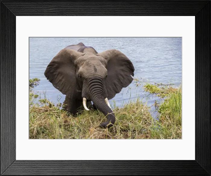 Framed Print : African elephant eating reeds on the bank of the Chongwe River, Lower Zambezi National Park, Zambia Framed Print : African elephant eating reeds on the bank of the Chongwe River, Lower Zambezi National Park, Zambia